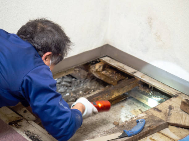 Best Mold Inspection  in Beulah, ND