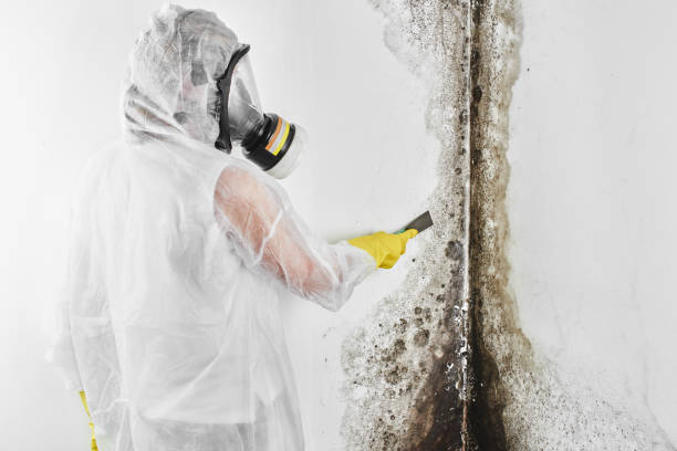 Best Residential Mold Removal  in Beulah, ND