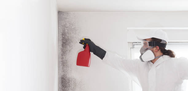 Best Office Mold Removal Services  in Beulah, ND