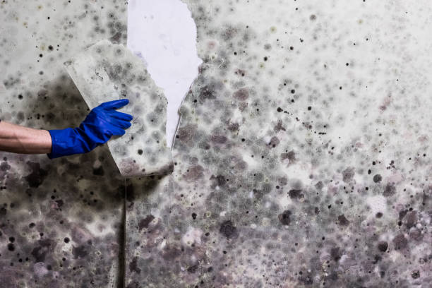 Best Affordable Mold Removal  in Beulah, ND